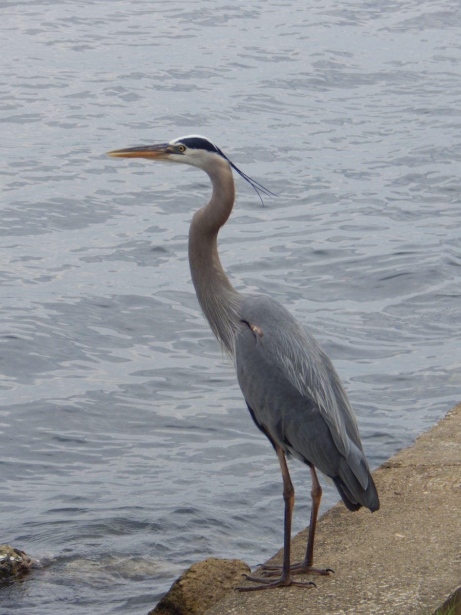 Great Blue Heron - ML624569466
