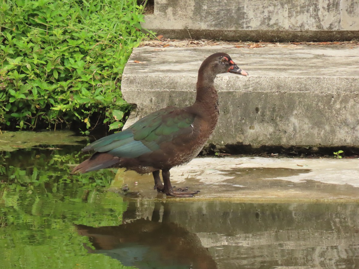 Muscovy Duck (Domestic type) - ML624569493