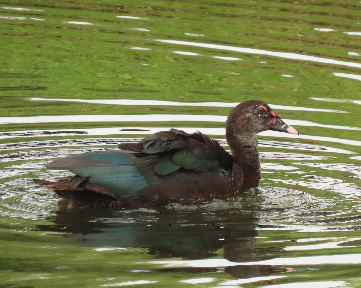 Muscovy Duck (Domestic type) - ML624569494