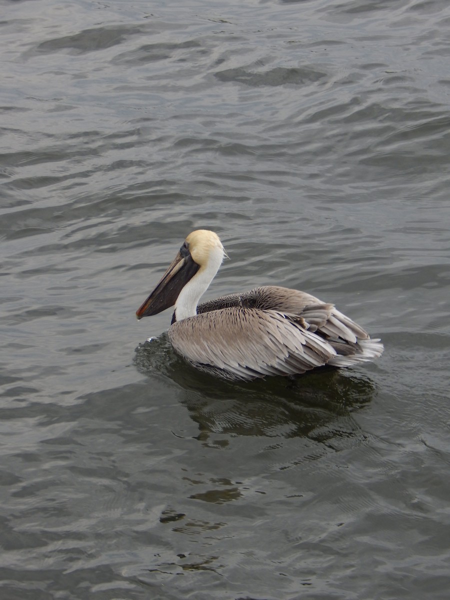 Brown Pelican - ML624569502