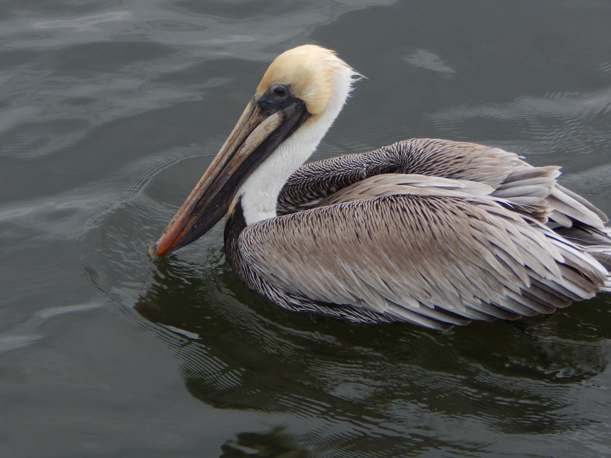 Brown Pelican - ML624569503
