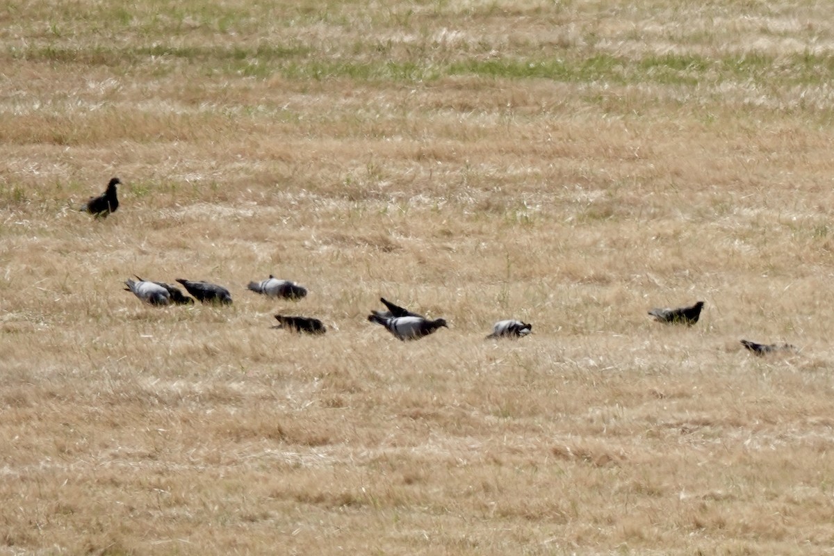 Rock Pigeon (Feral Pigeon) - ML624569540