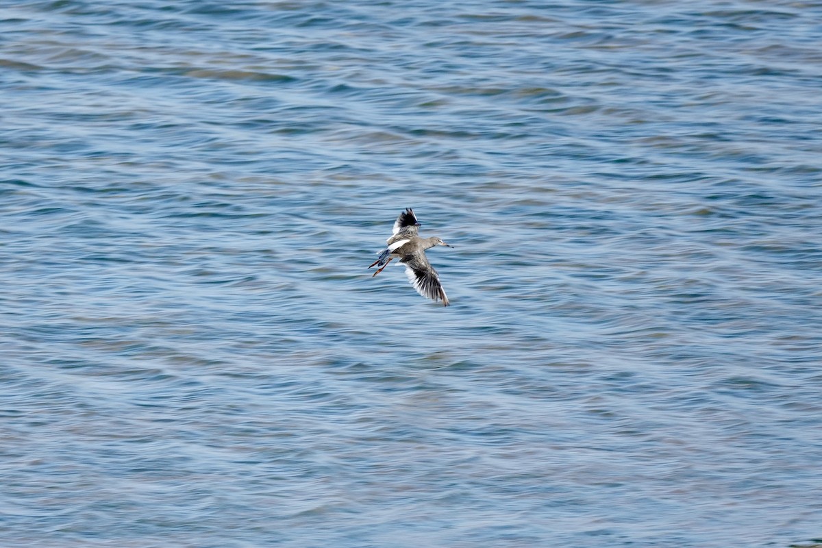 Common Redshank - ML624569584