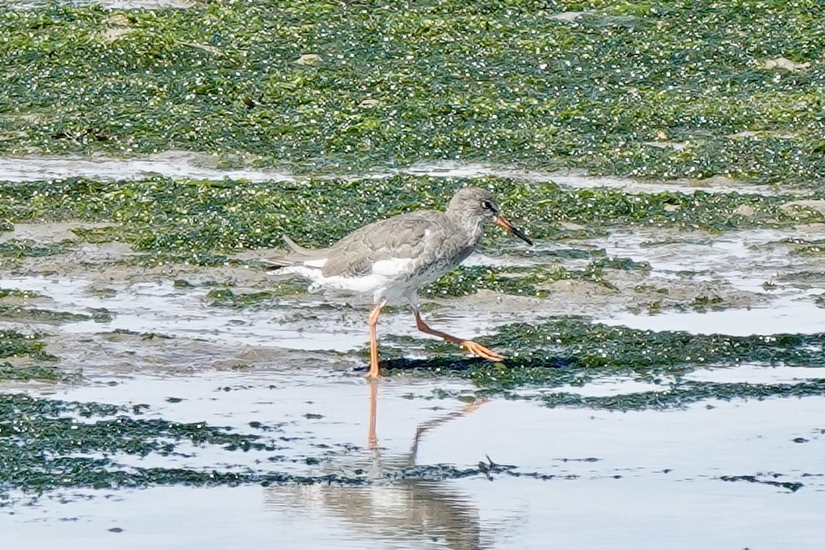 Common Redshank - ML624569585