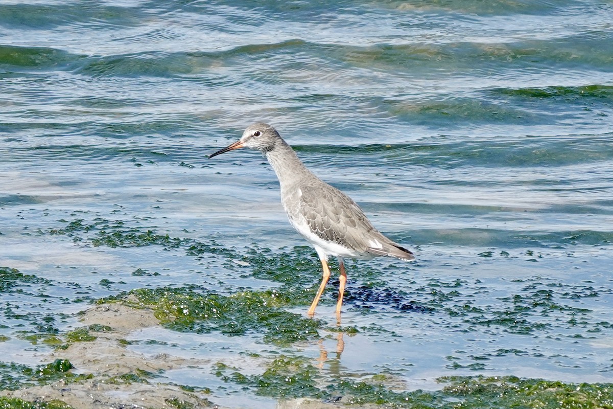 Common Redshank - ML624569586