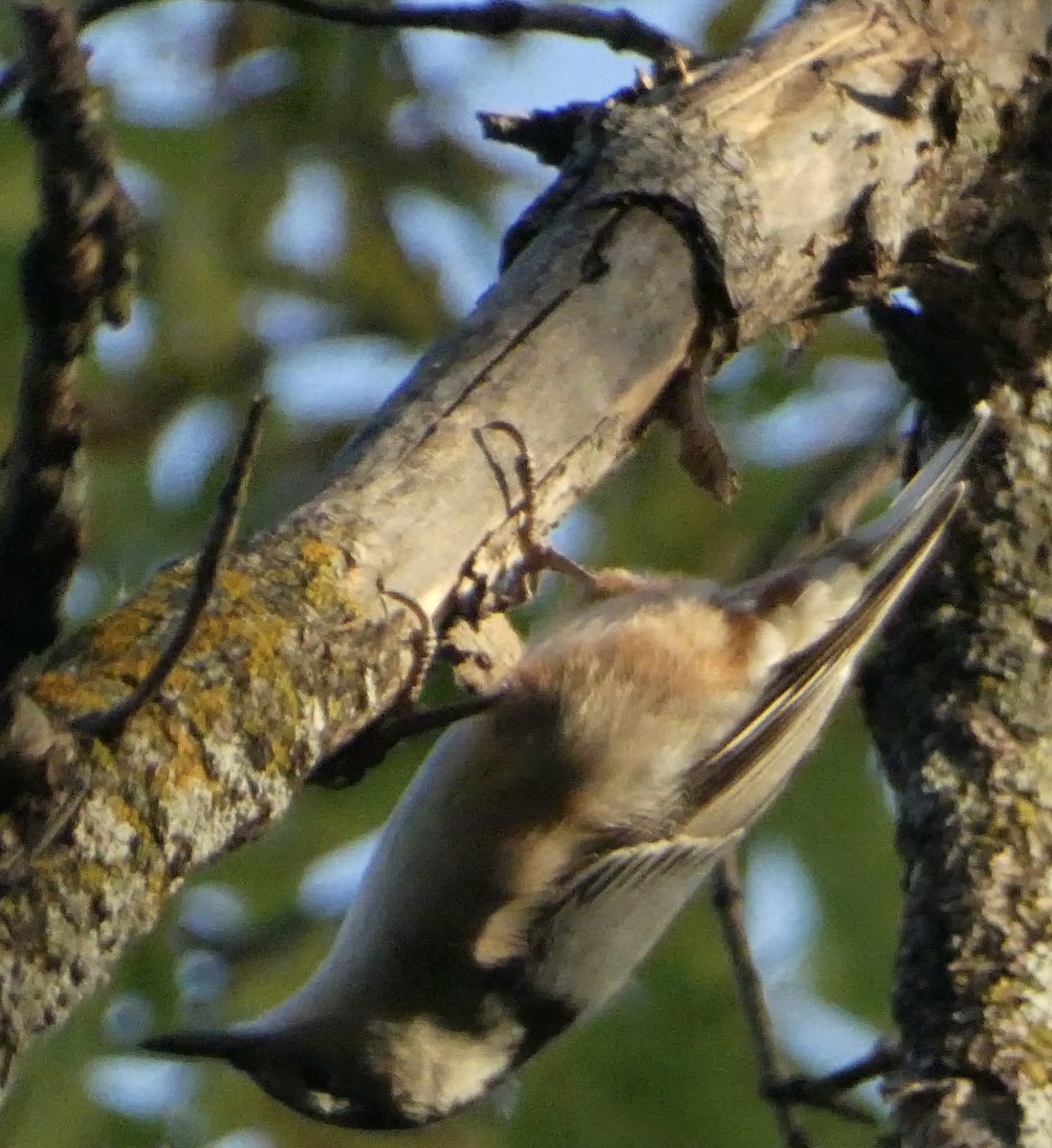 White-breasted Nuthatch - ML624569621