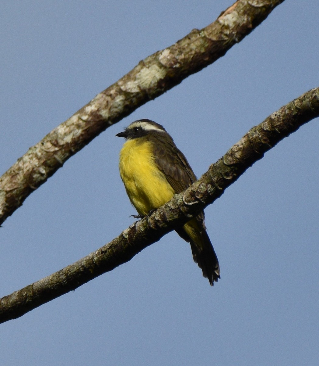 Social Flycatcher - ML624569630