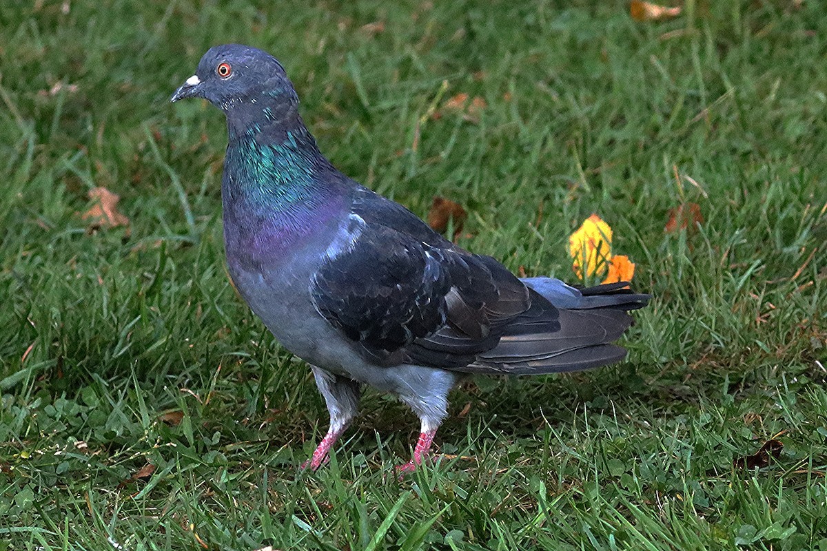 Rock Pigeon (Feral Pigeon) - ML624569666