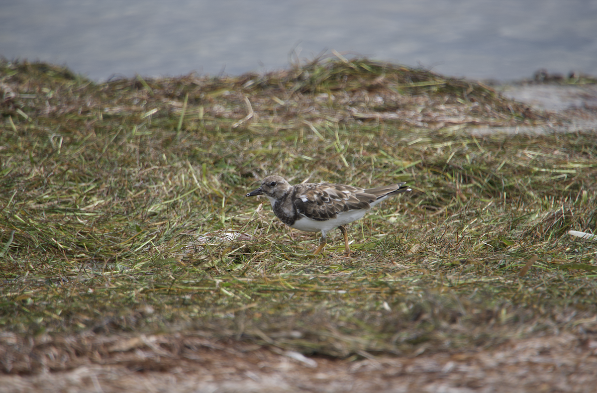 Ruddy Turnstone - ML624569678