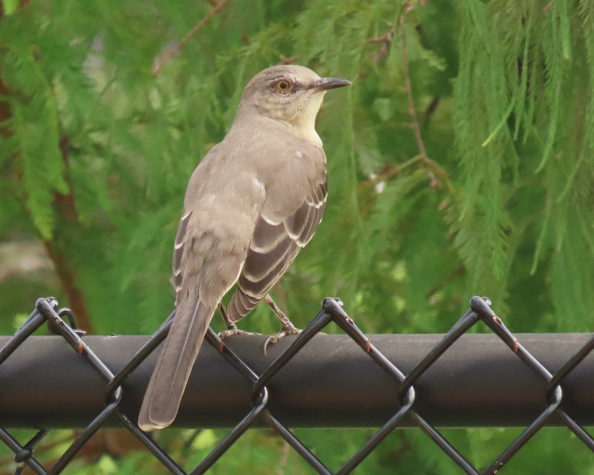 Northern Mockingbird - ML624569694