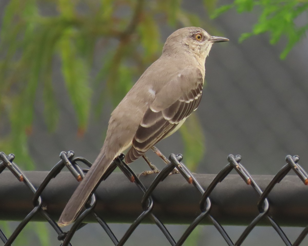 Northern Mockingbird - ML624569695