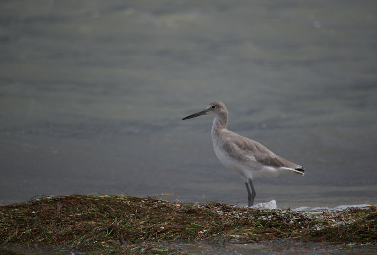 Playero Aliblanco (inornata) - ML624569700