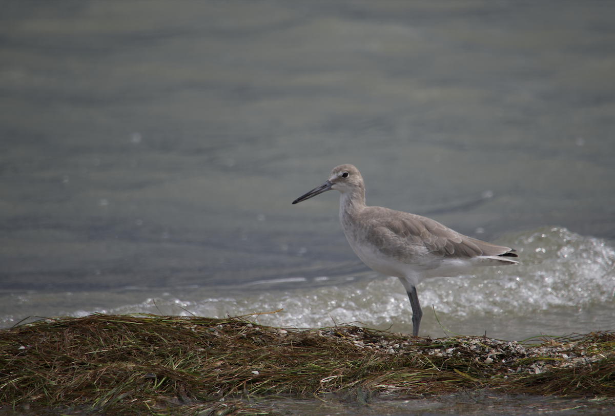 Playero Aliblanco (inornata) - ML624569701