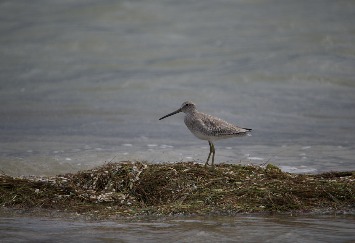 Short-billed Dowitcher - Evan Farese