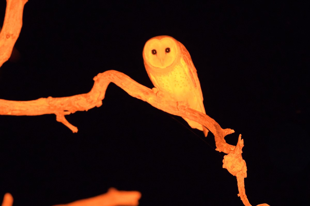 Barn Owl (Eastern) - Chris Hill