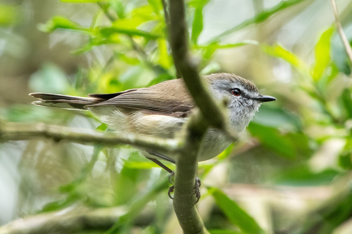 Brown Gerygone - ML624569722