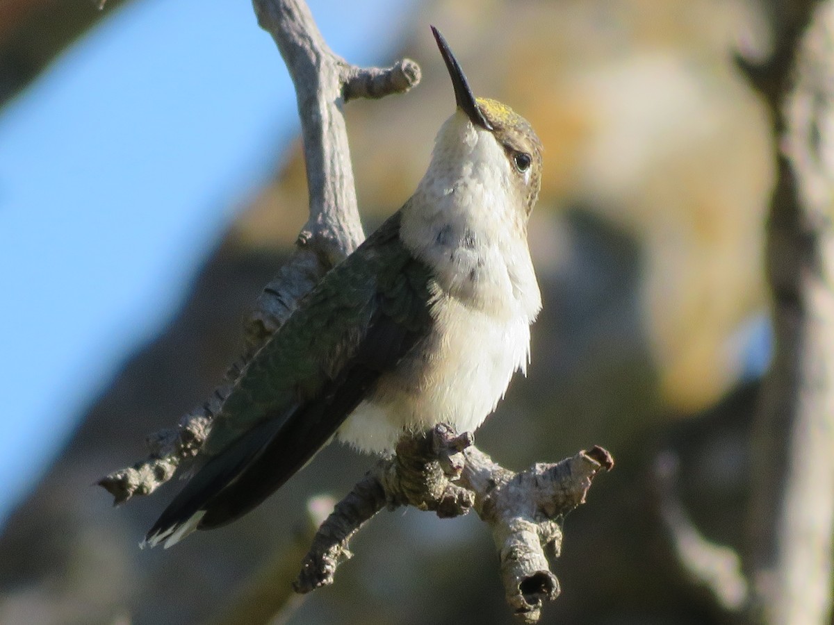 Ruby-throated Hummingbird - ML624569724