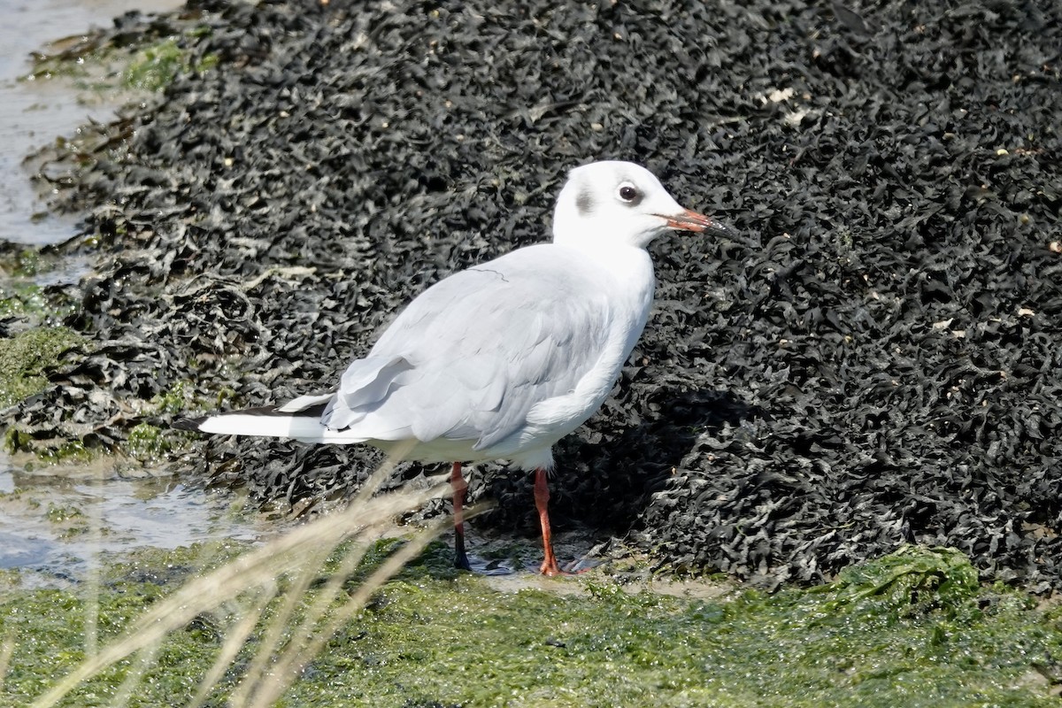 Gaviota Reidora - ML624569732