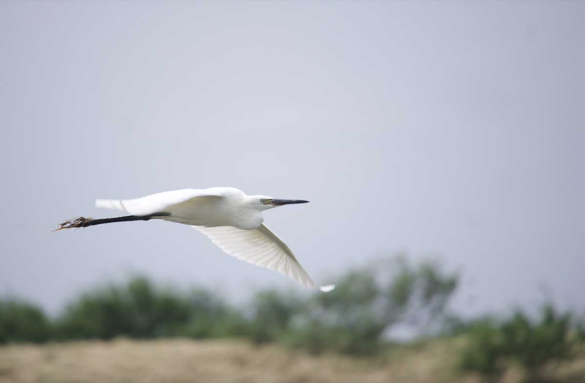 Reddish Egret - ML624569734