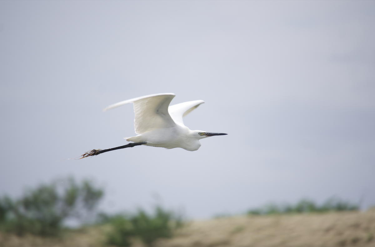 Reddish Egret - ML624569735