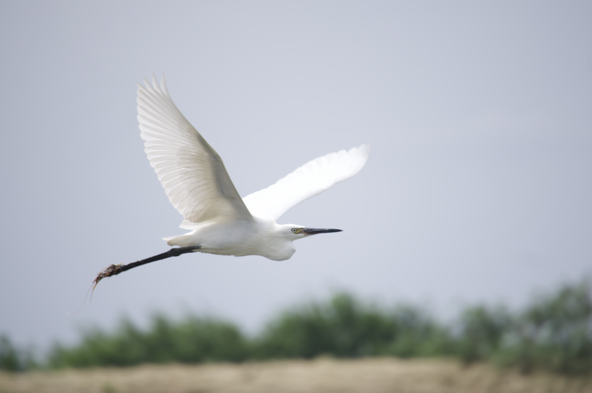 Reddish Egret - ML624569736