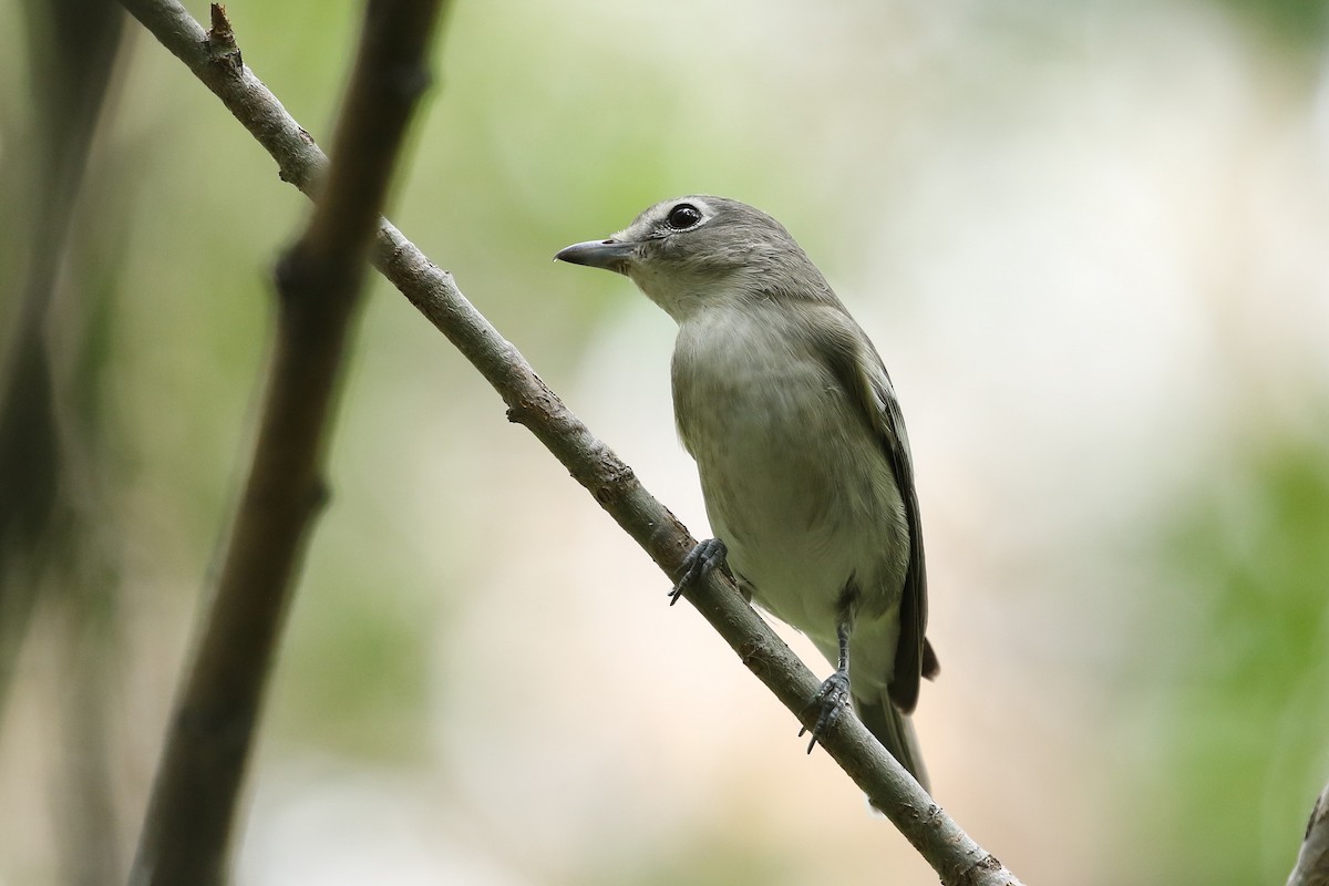 Plumbeous Vireo - ML624569738