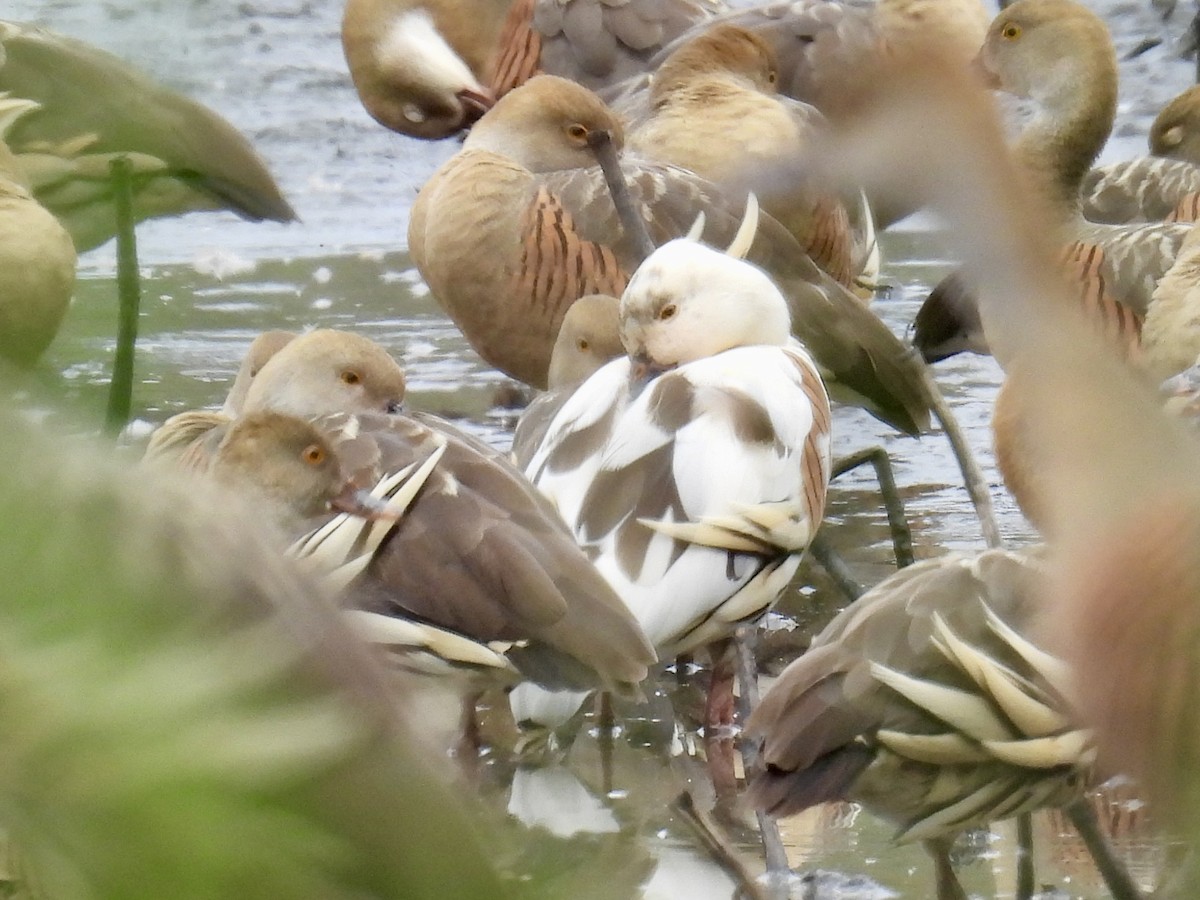 Plumed Whistling-Duck - ML624569740