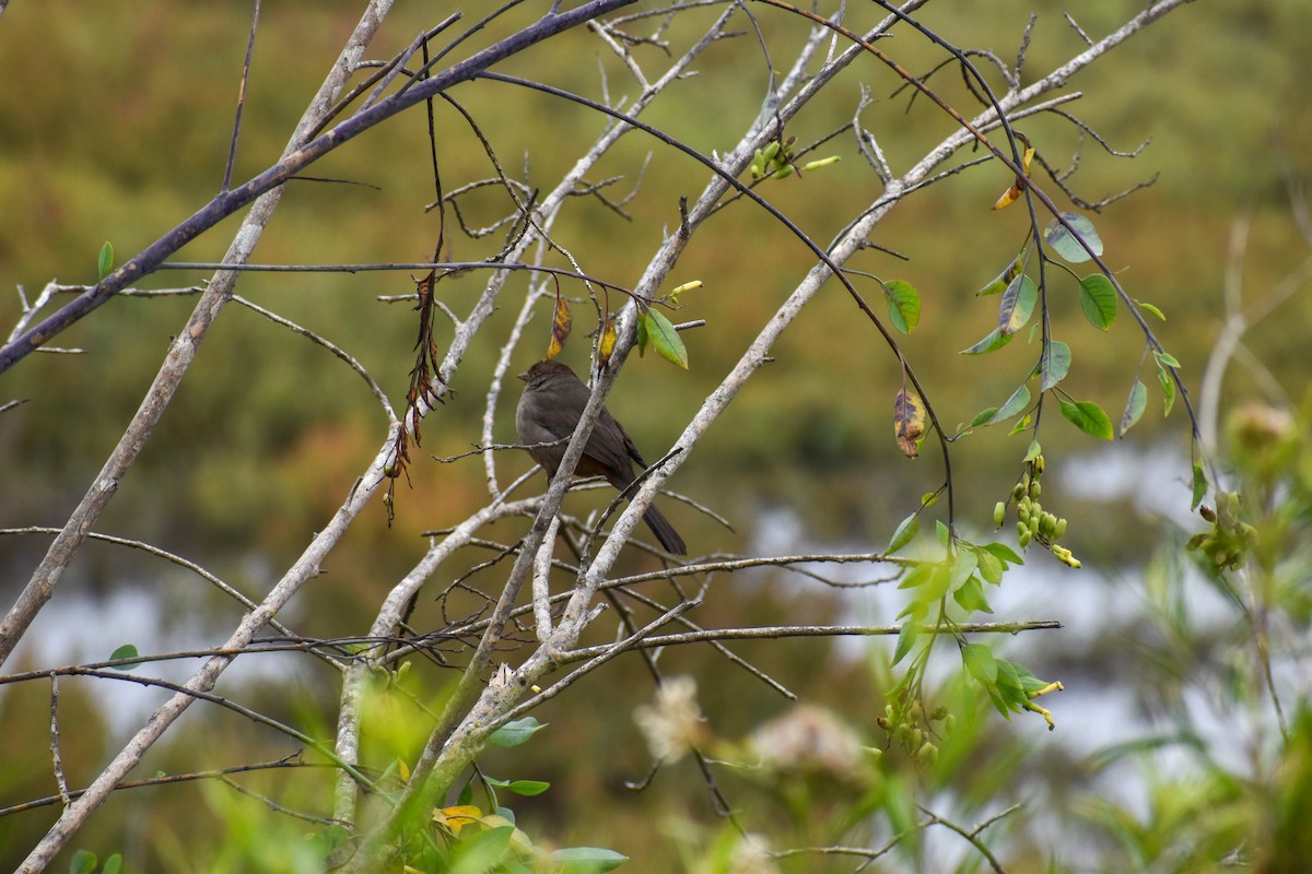 California Towhee - ML624569741