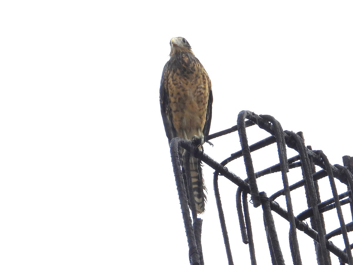 Yellow-headed Caracara - ML624569745