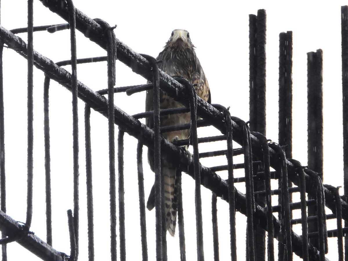 Caracara Chimachima - ML624569746