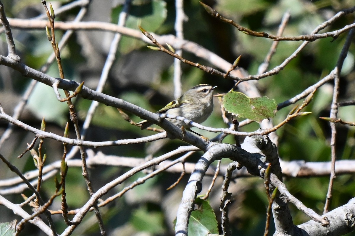 Golden-crowned Kinglet - ML624569750