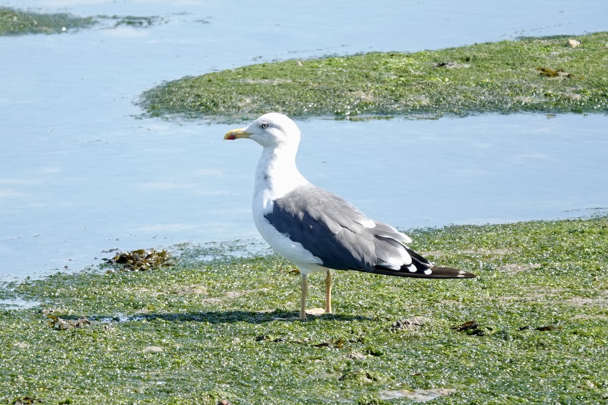 Gaviota Sombría - ML624569752