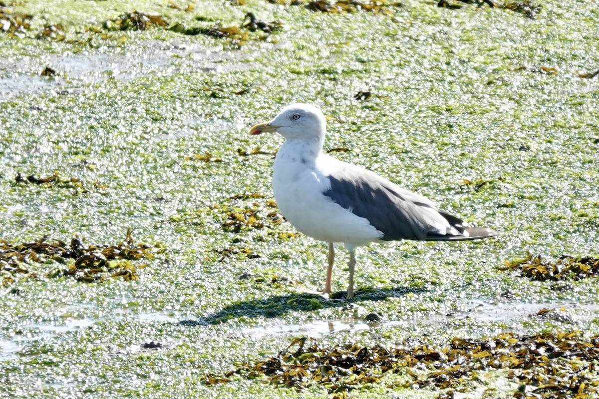 Gaviota Sombría - ML624569753