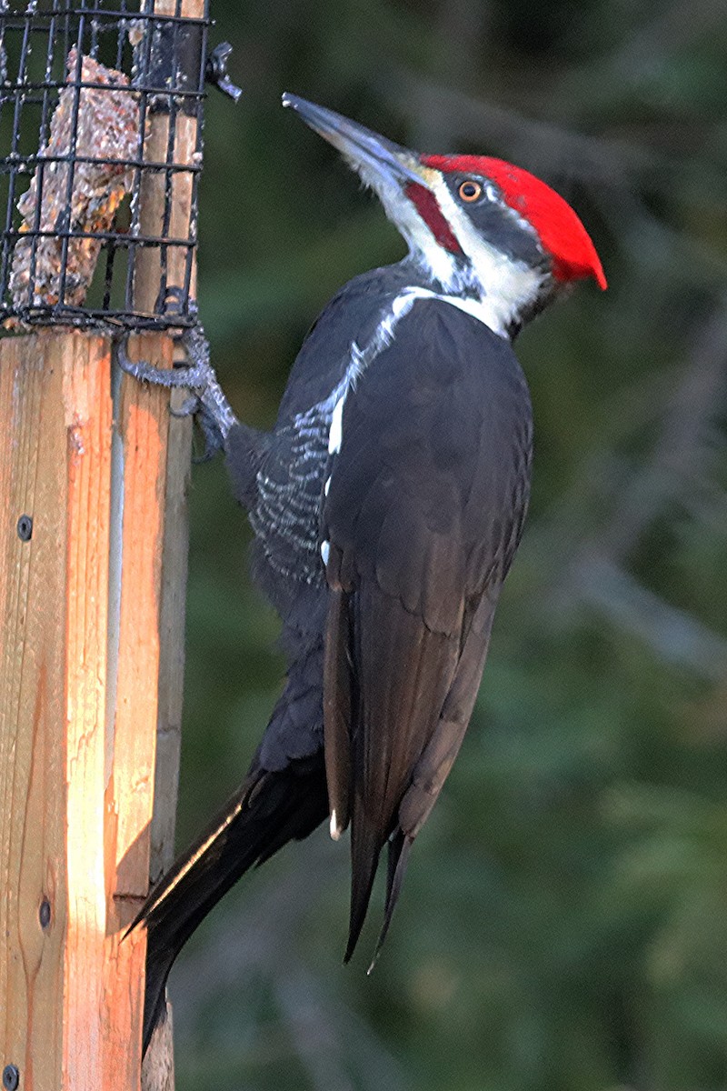 Pileated Woodpecker - ML624569766