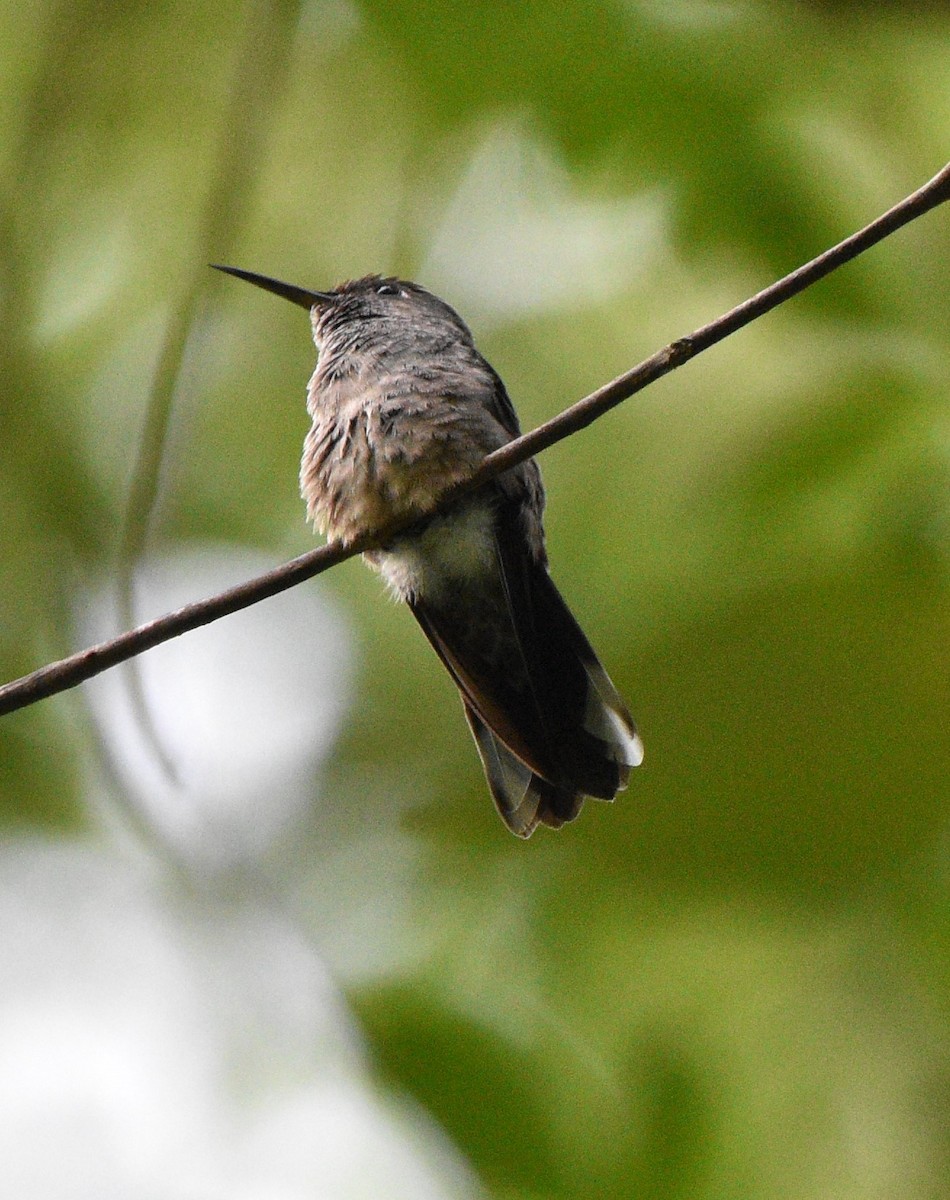 Colibri de Cuvier - ML624569778