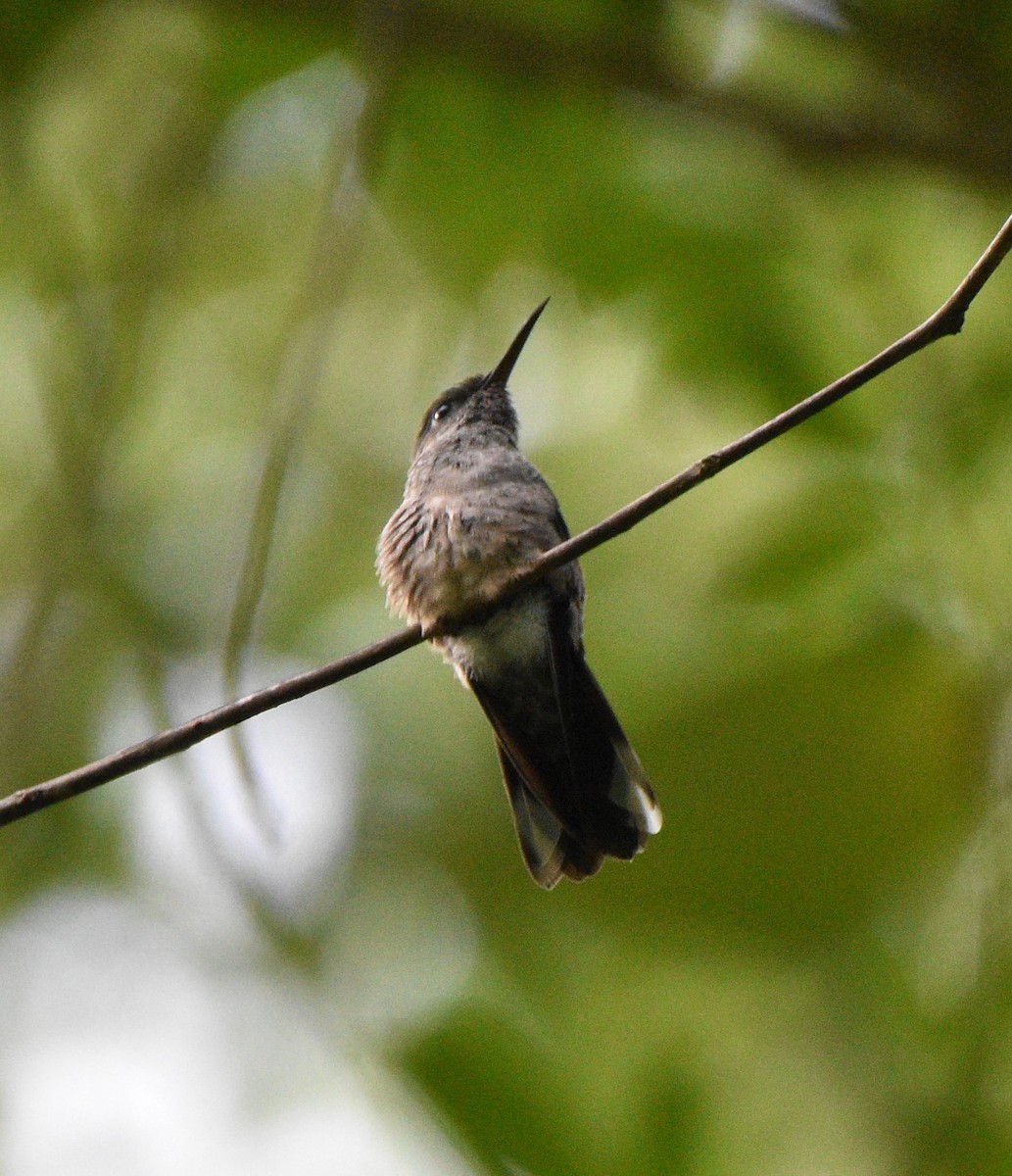 Colibri de Cuvier - ML624569779