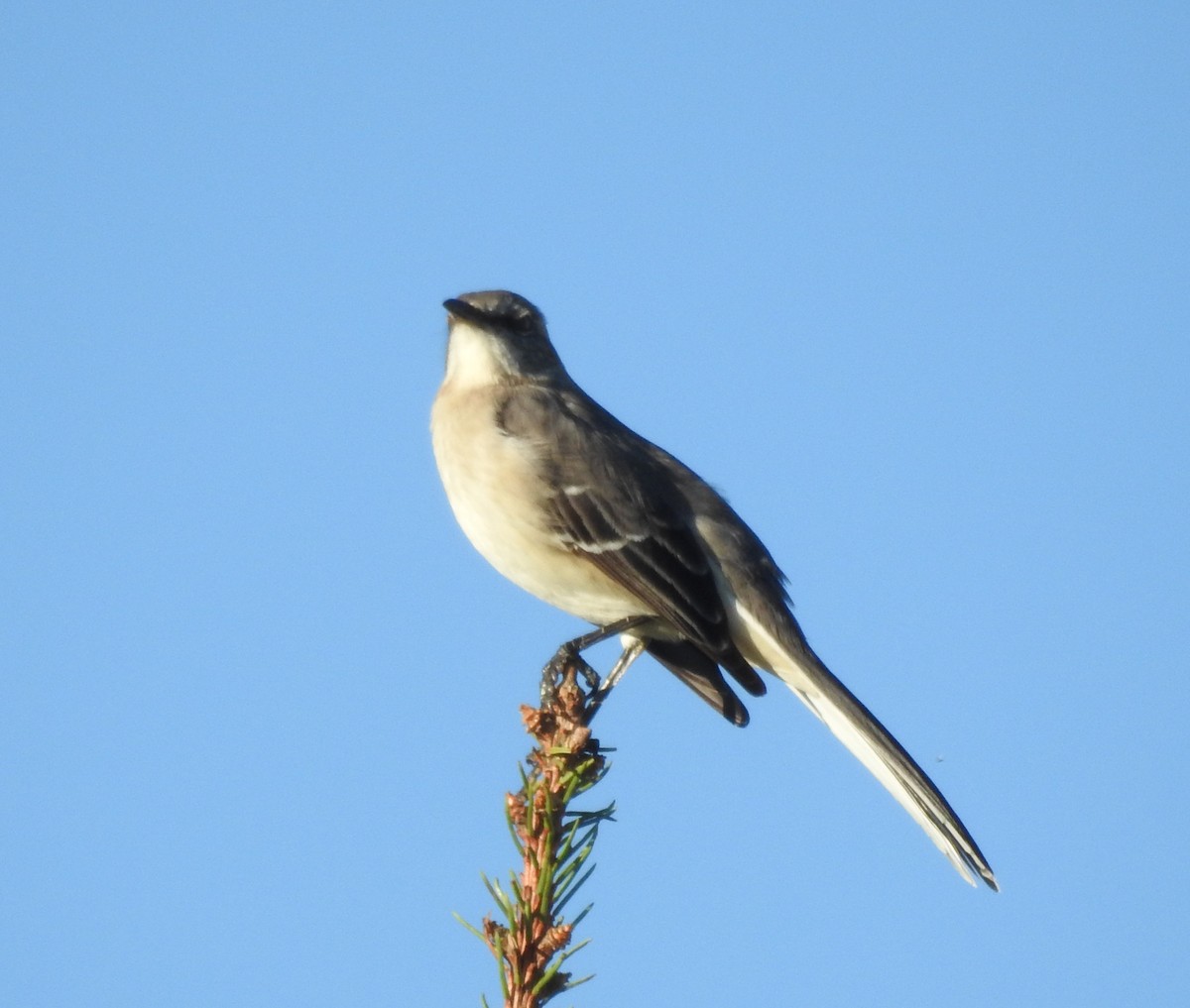 Northern Mockingbird - ML624569807