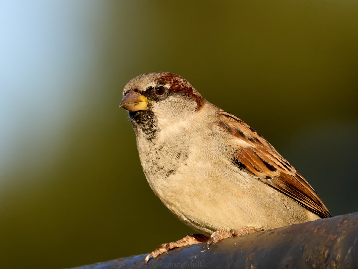 House Sparrow - ML624569832