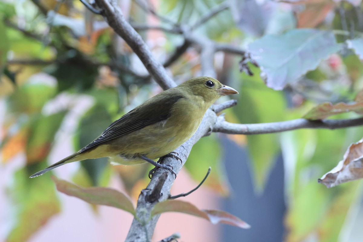 Scarlet Tanager - ML624569836
