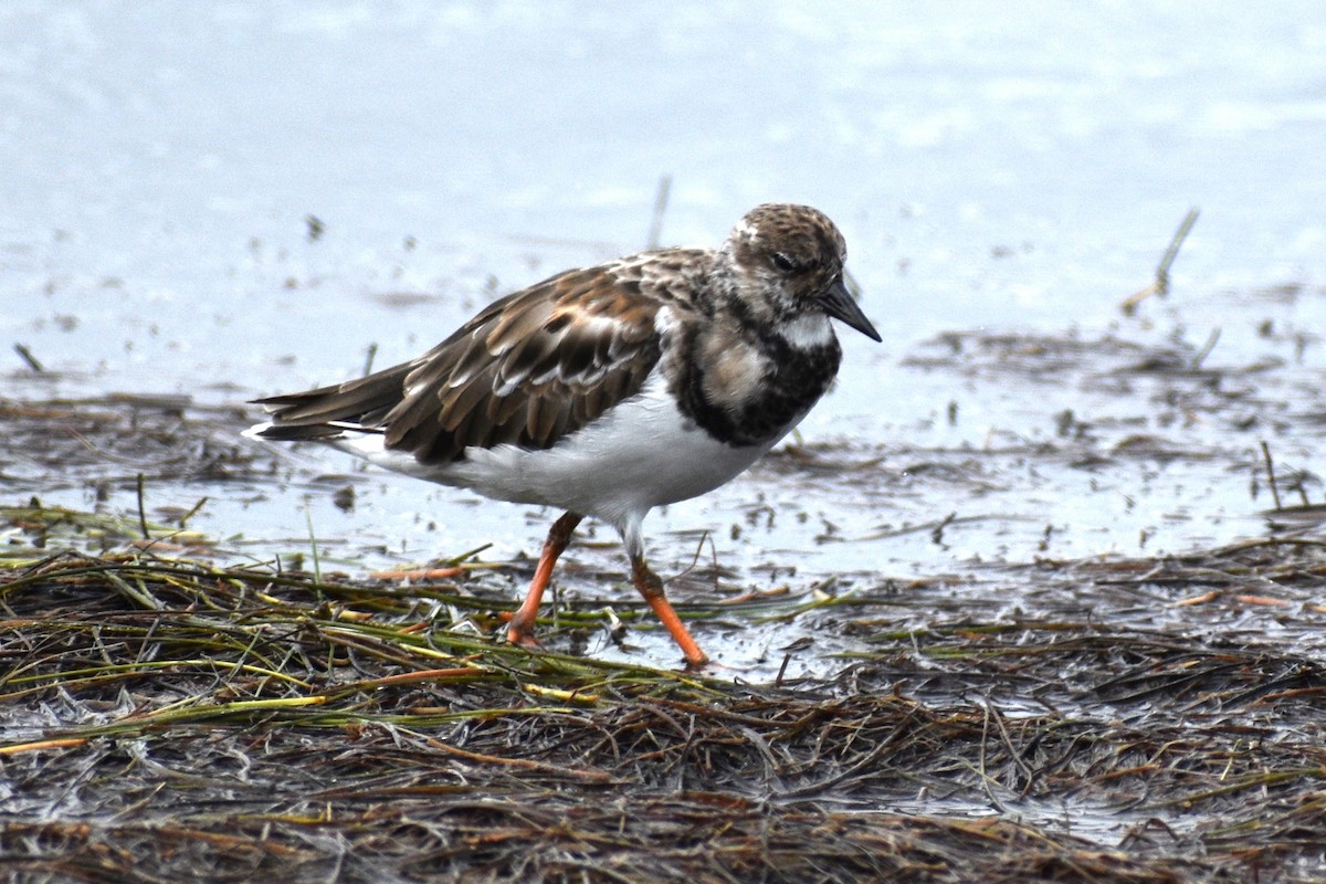 Ruddy Turnstone - ML624569839