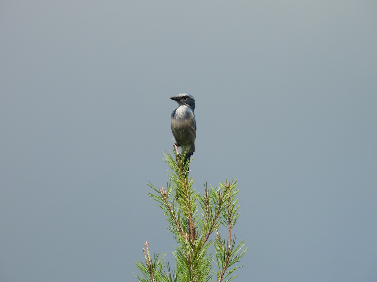 Florida Scrub-Jay - ML624569840