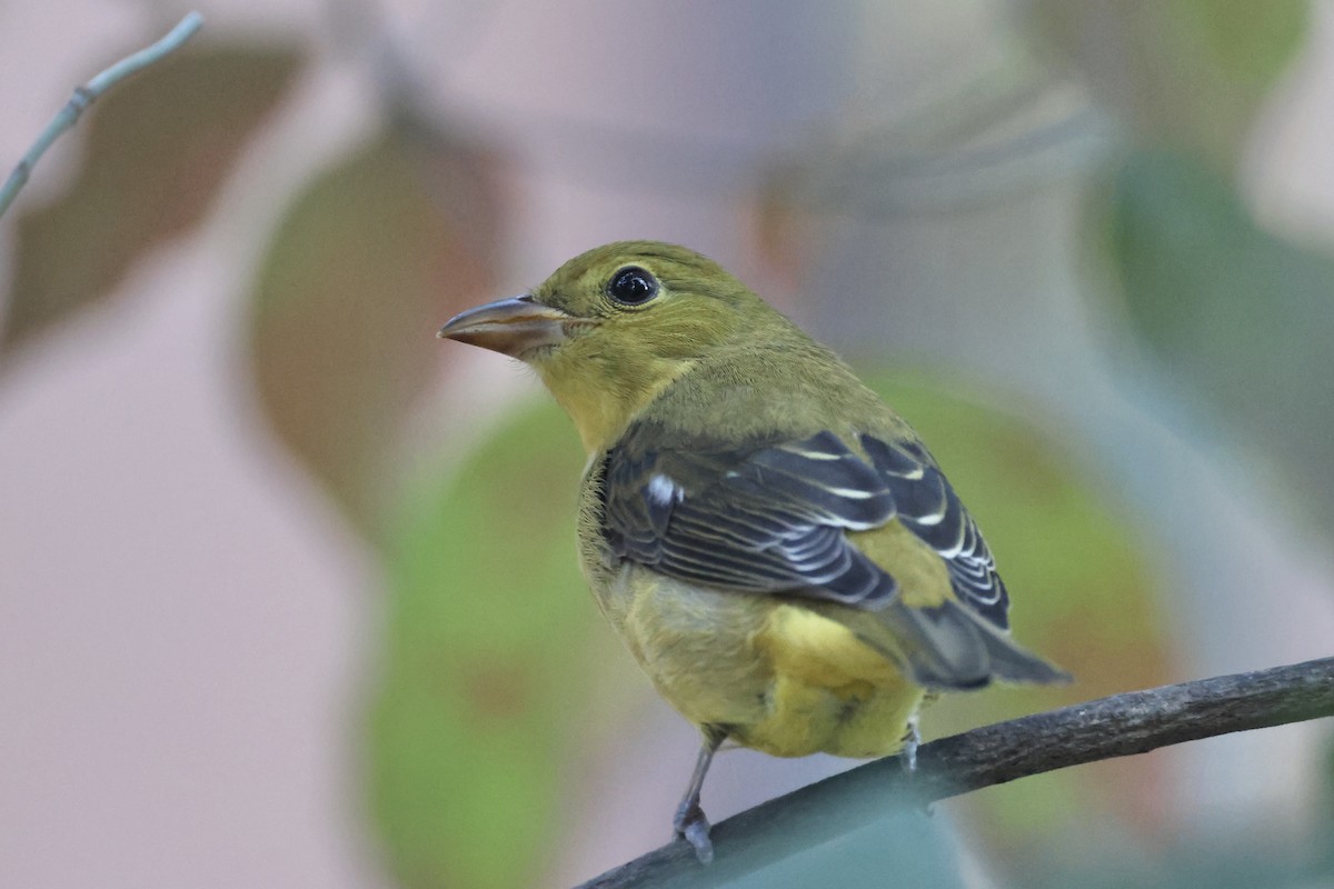 Scarlet Tanager - ML624569877