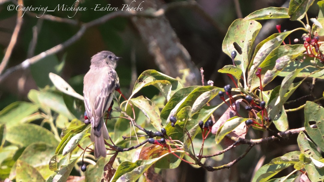 Eastern Phoebe - ML624569894