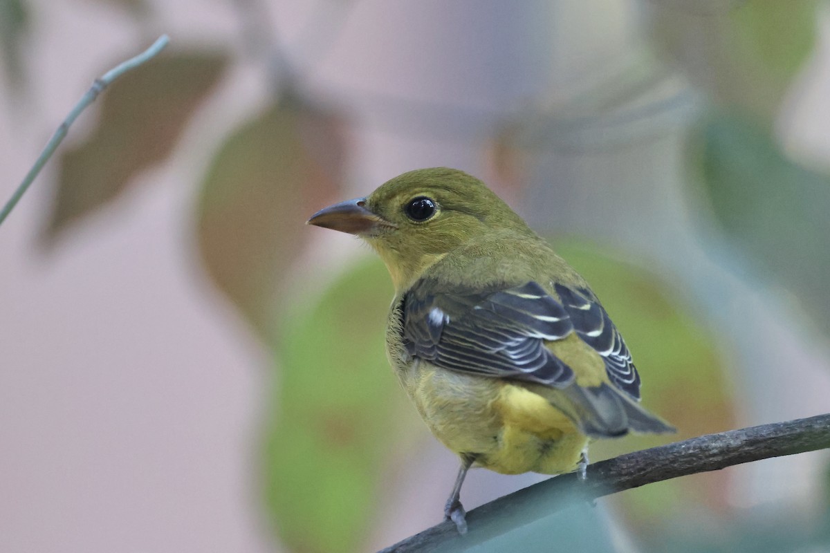 Scarlet Tanager - ML624569909