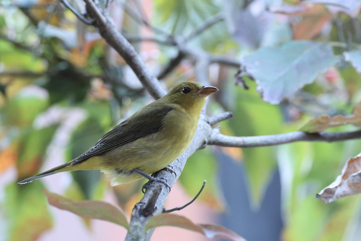 Scarlet Tanager - ML624569914