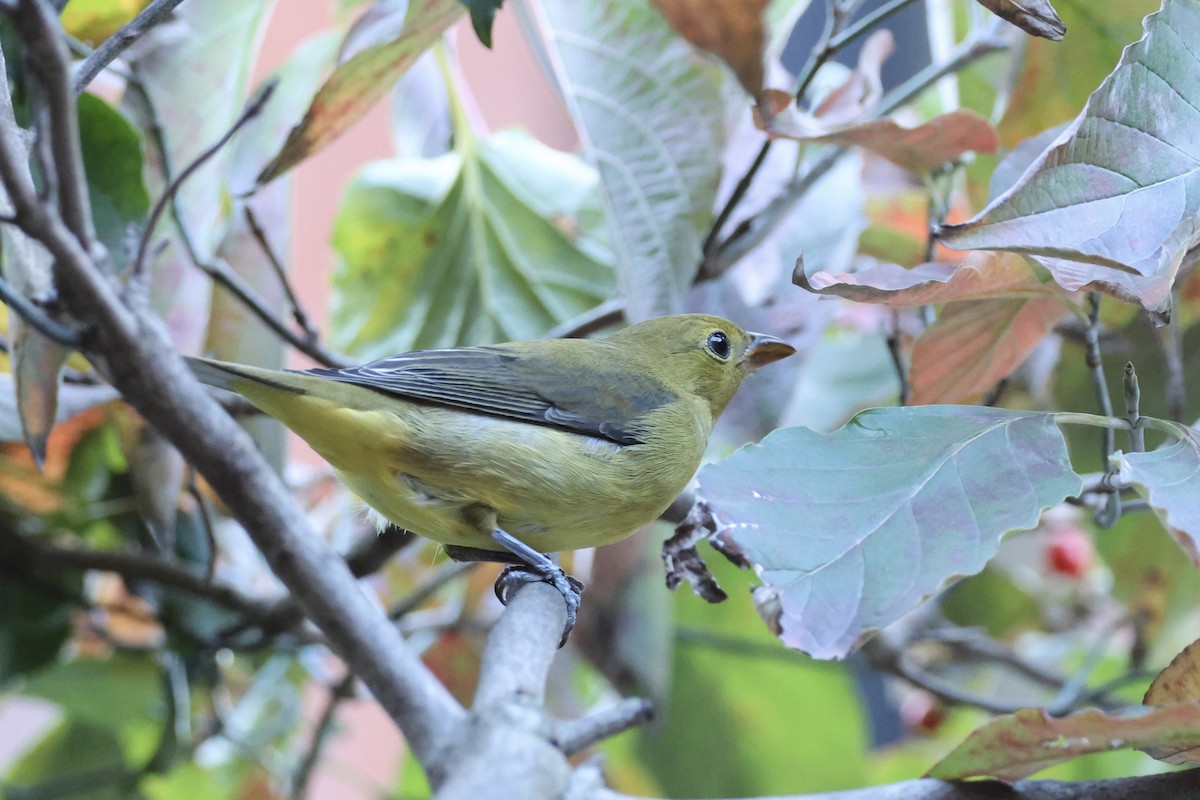 Scarlet Tanager - ML624569918