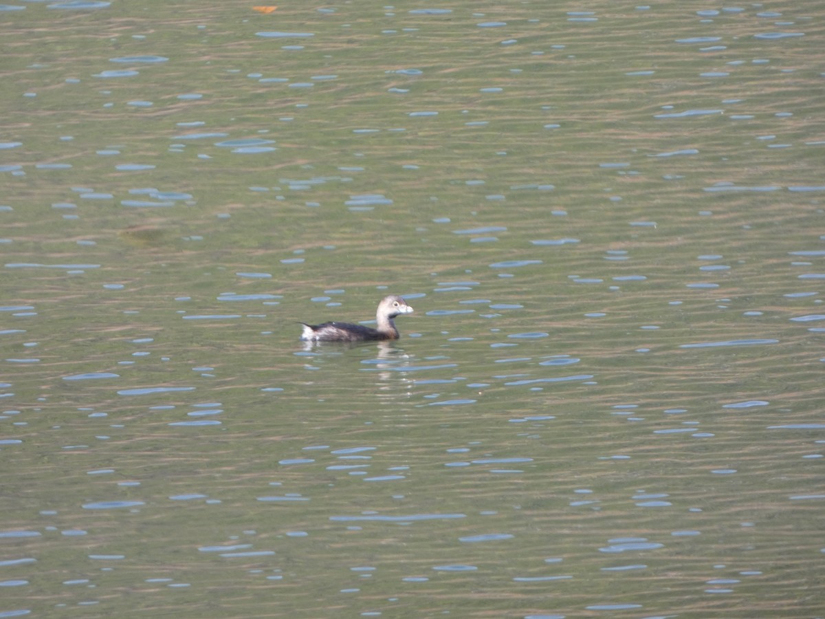 Pied-billed Grebe - Justin Reed