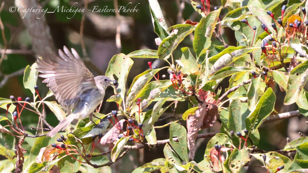 Eastern Phoebe - ML624569967