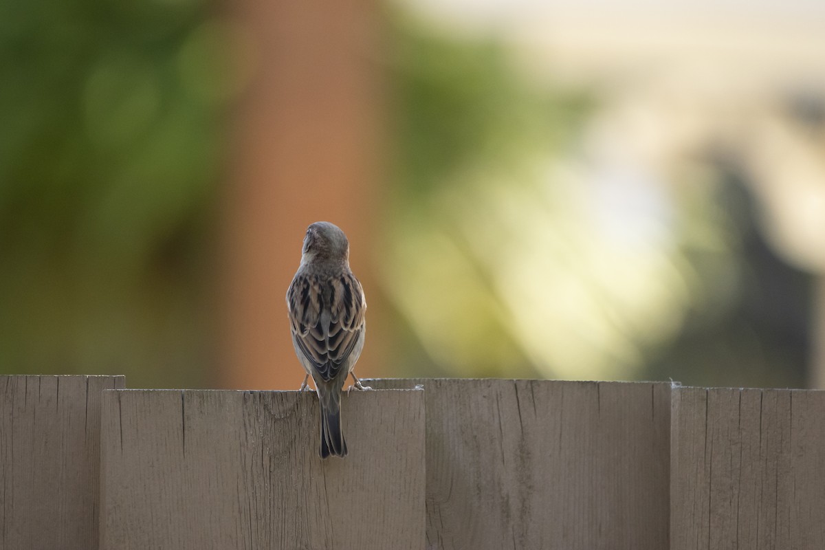 House Sparrow - ML624570028