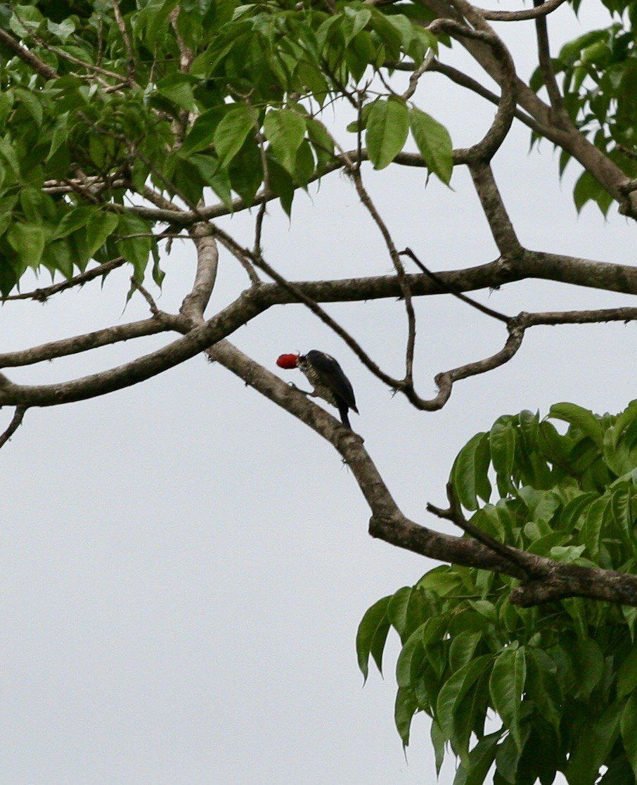 Lineated Woodpecker - ML624570029